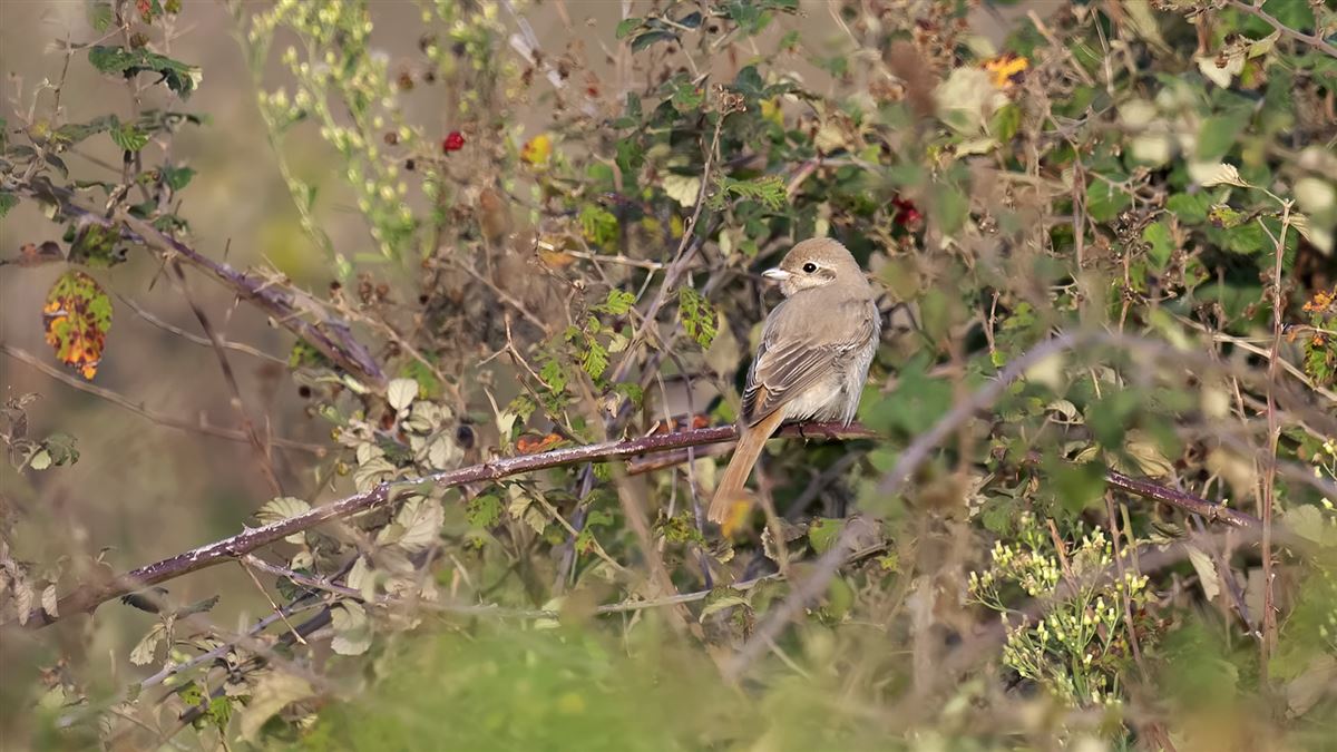 Isabelline Shrike