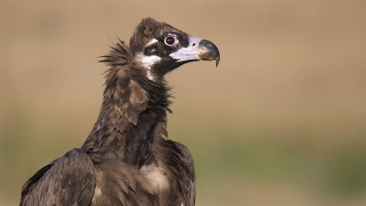 Cinereous Vulture