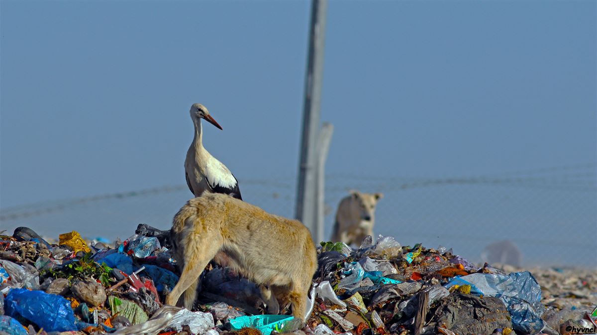 White Stork
