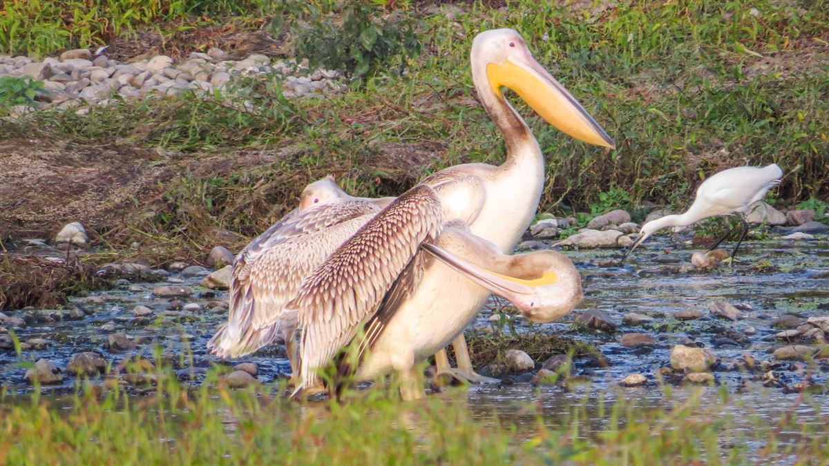 Great White Pelican