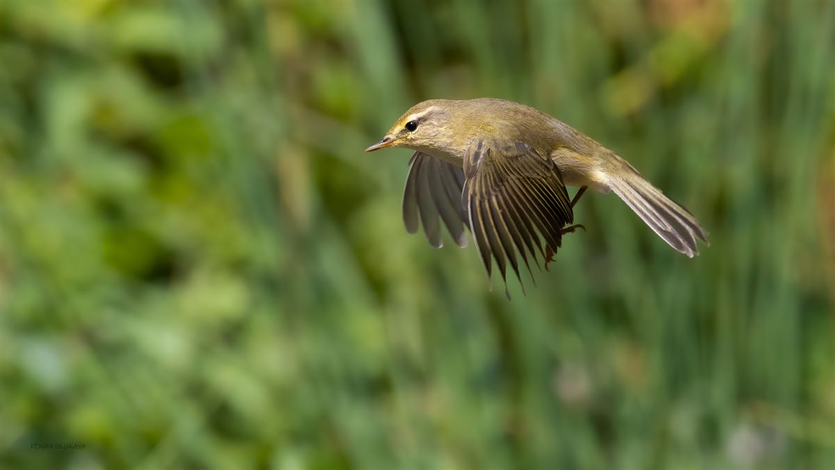 Willow Warbler