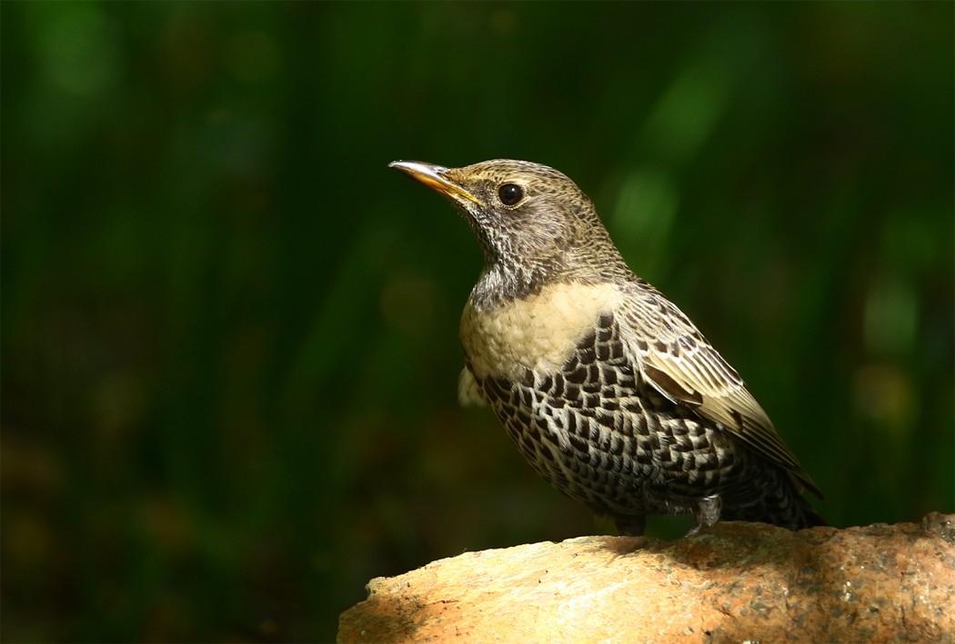 Ring Ouzel