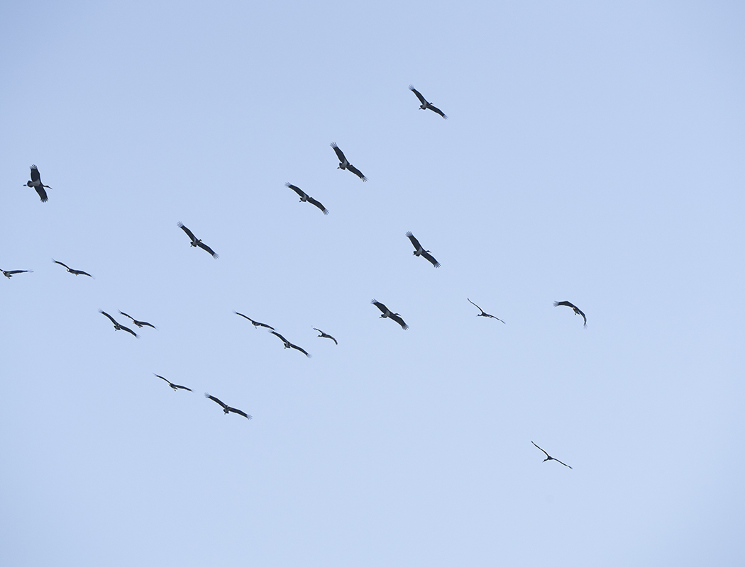 Black Stork