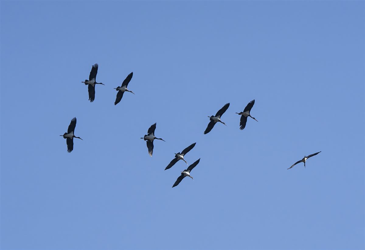 Black Stork