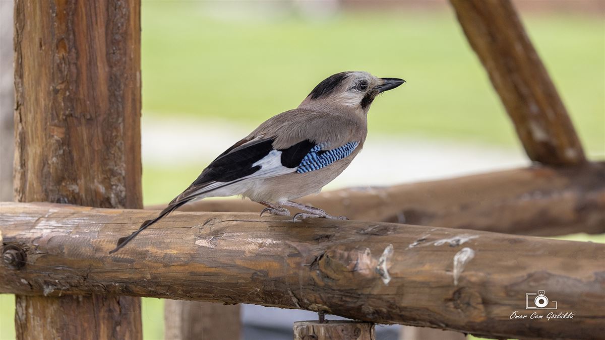 Eurasian Jay