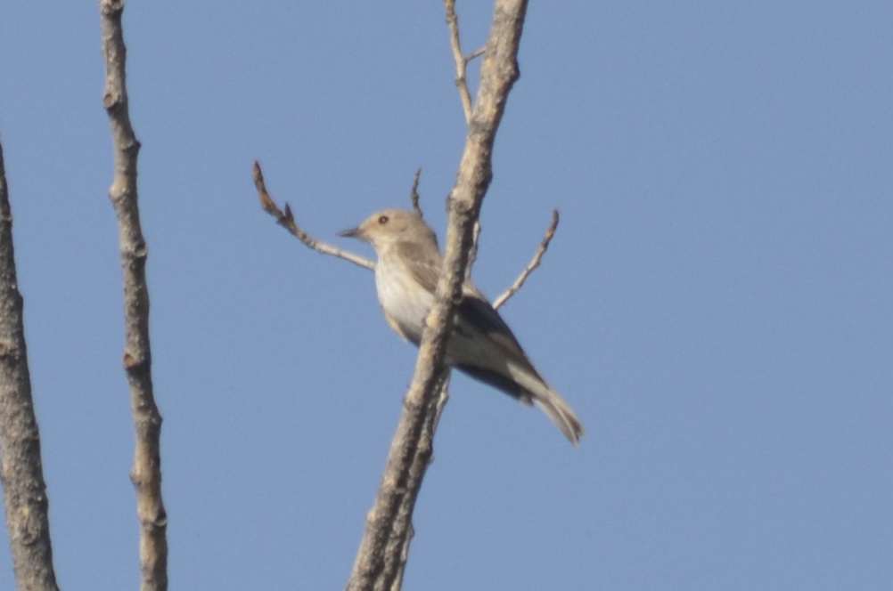 Spotted Flycatcher