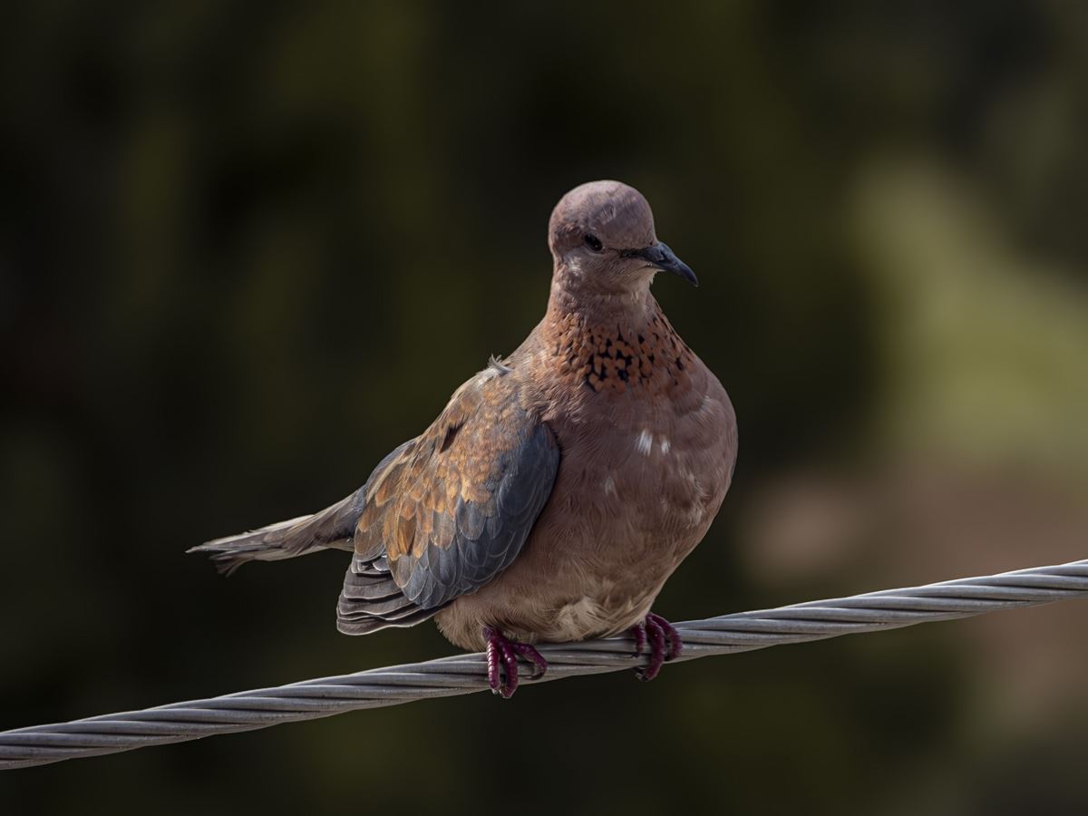 Laughing Dove