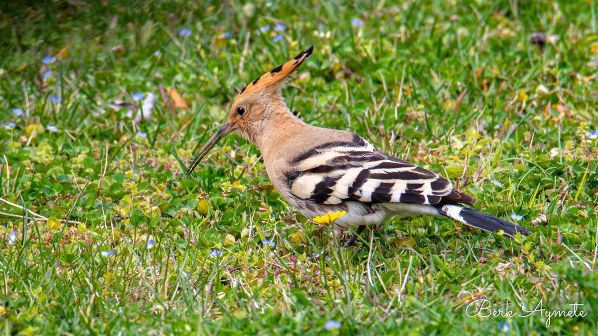 Common Hoopoe