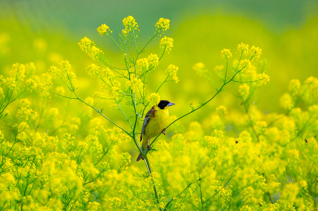 Black-headed Bunting