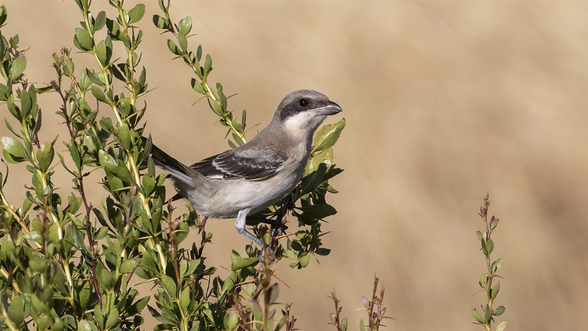 Lesser Grey Shrike