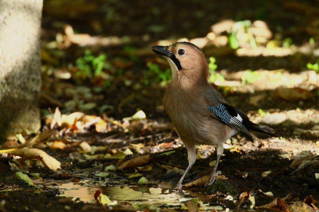 Eurasian Jay