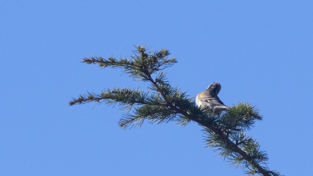 Brambling