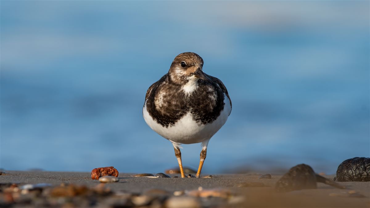 Ruddy Turnstone