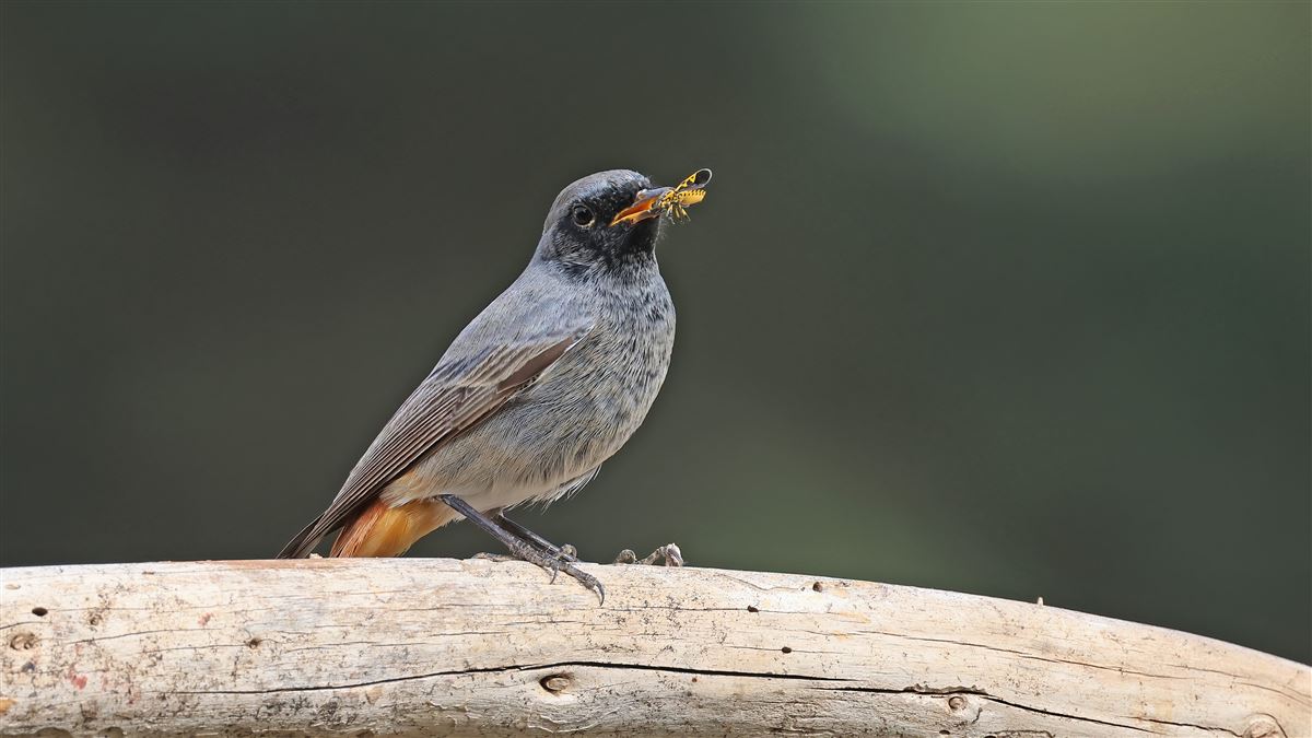 Black Redstart