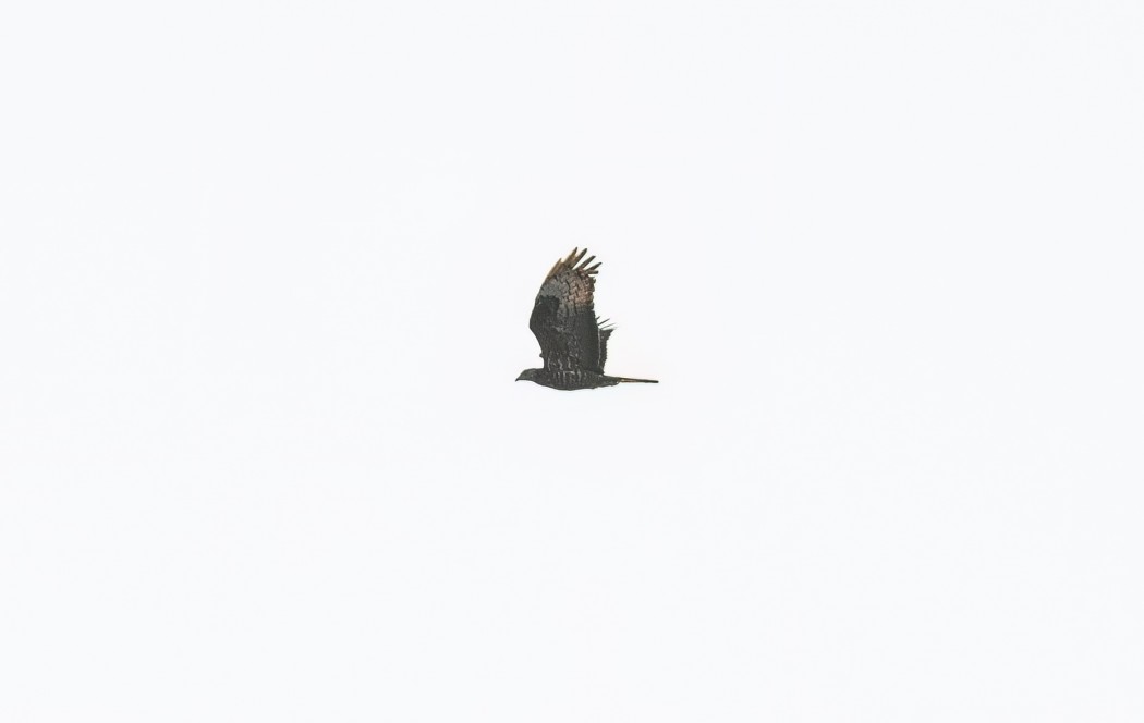 European Honey Buzzard