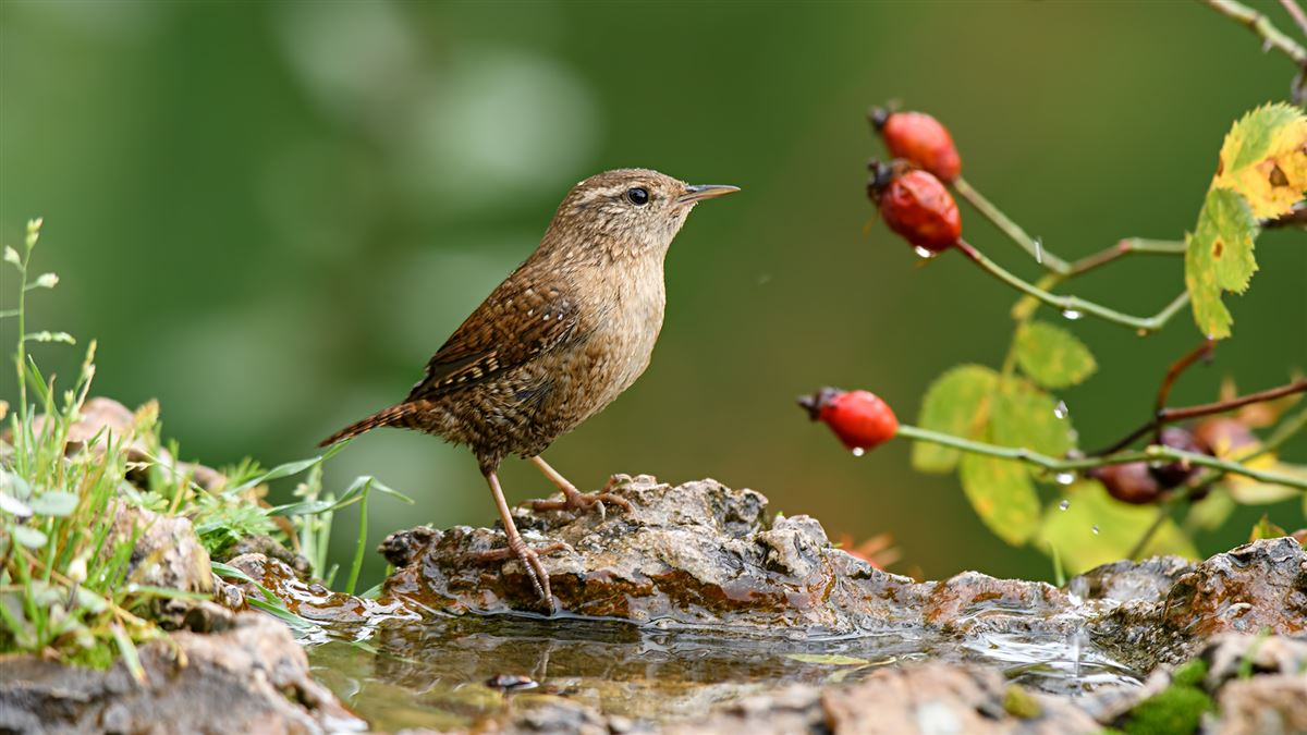 Eurasian Wren