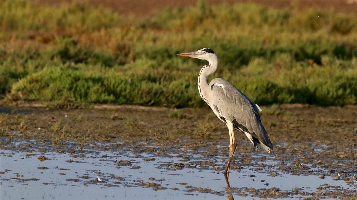 Grey Heron