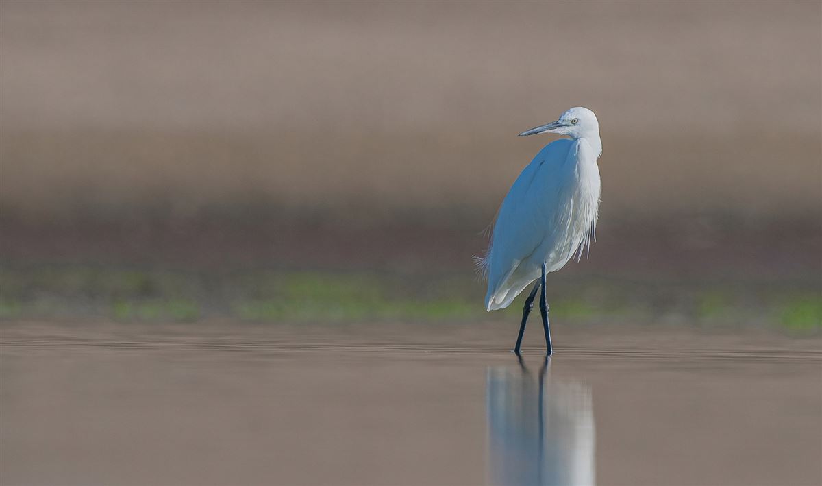 Little Egret