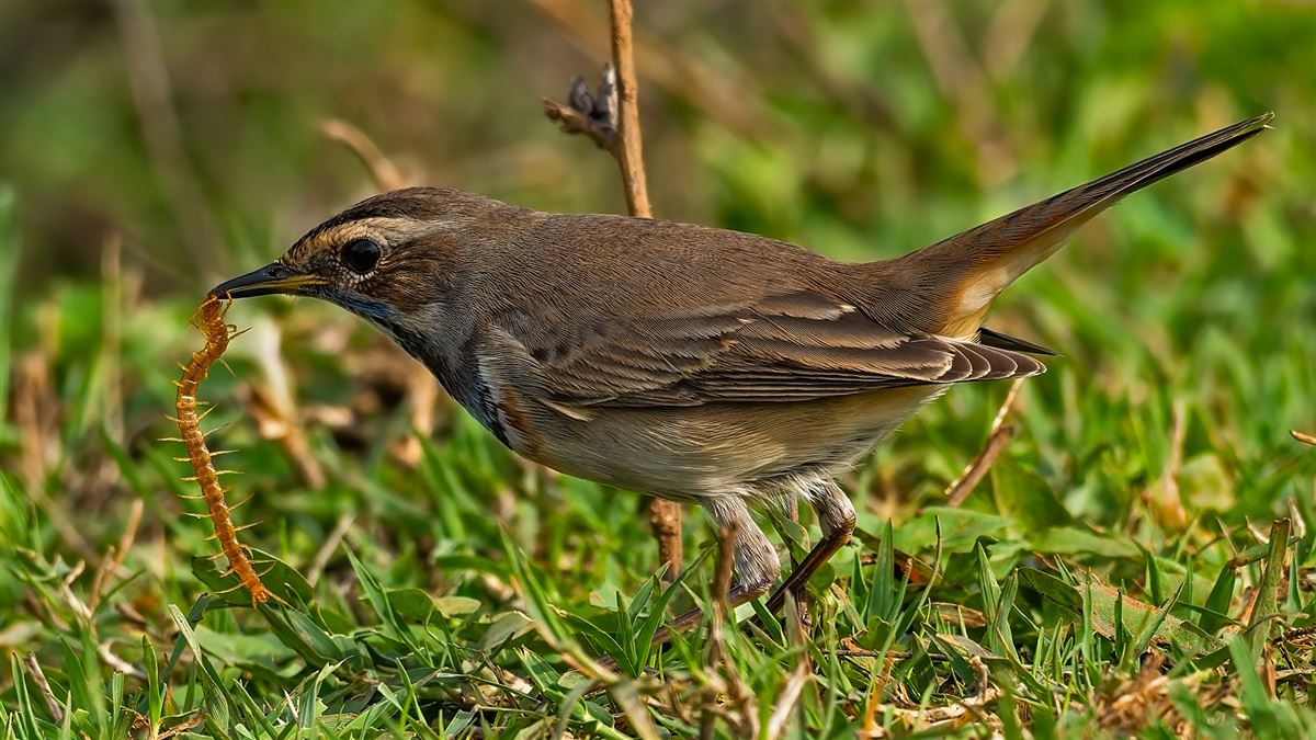 Bluethroat