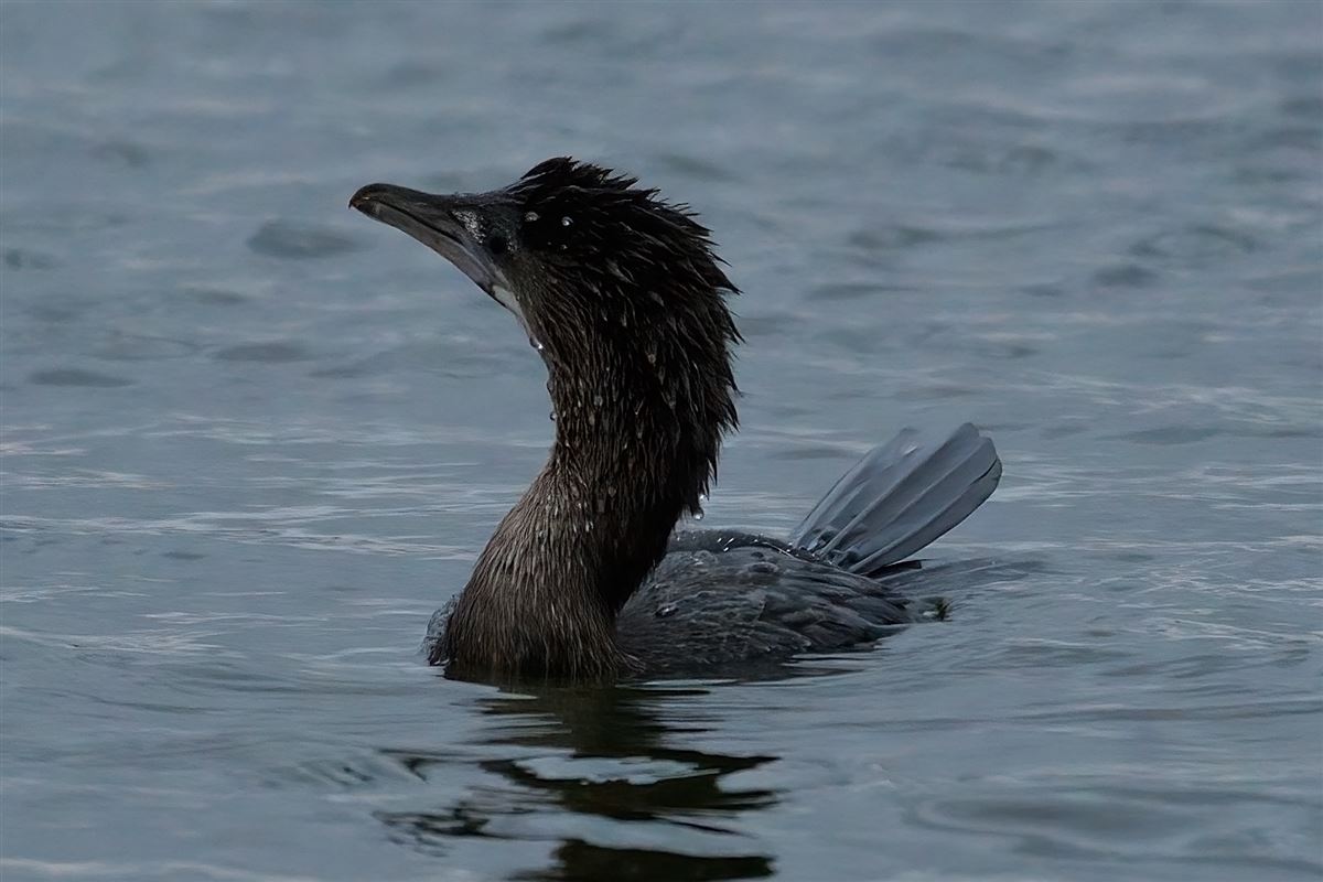 Pygmy Cormorant