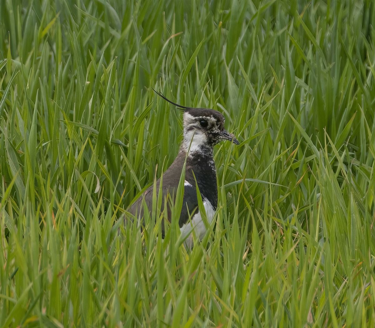 Northern Lapwing