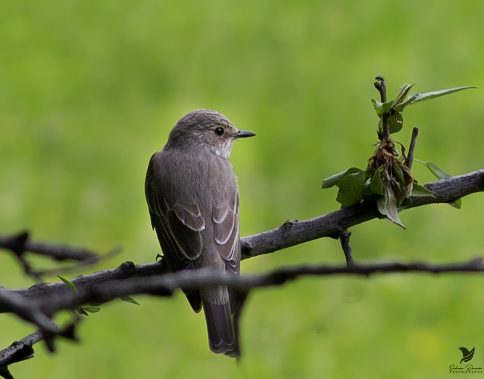 Spotted Flycatcher