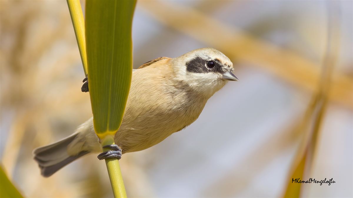 Eurasian Penduline Tit
