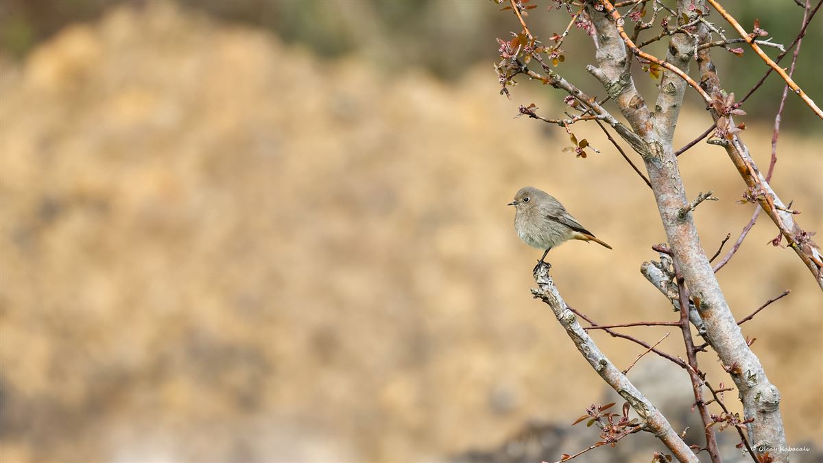Black Redstart