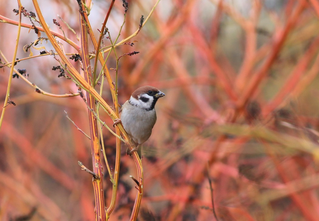 Eurasian Tree Sparrow