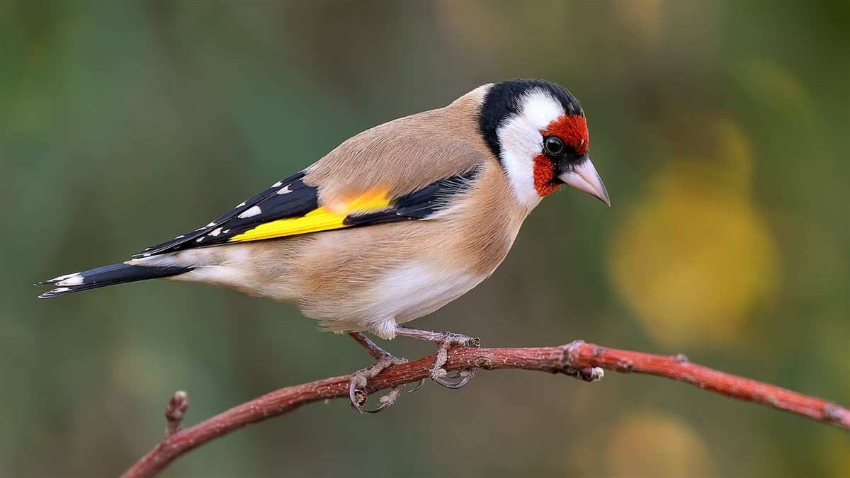 European Goldfinch