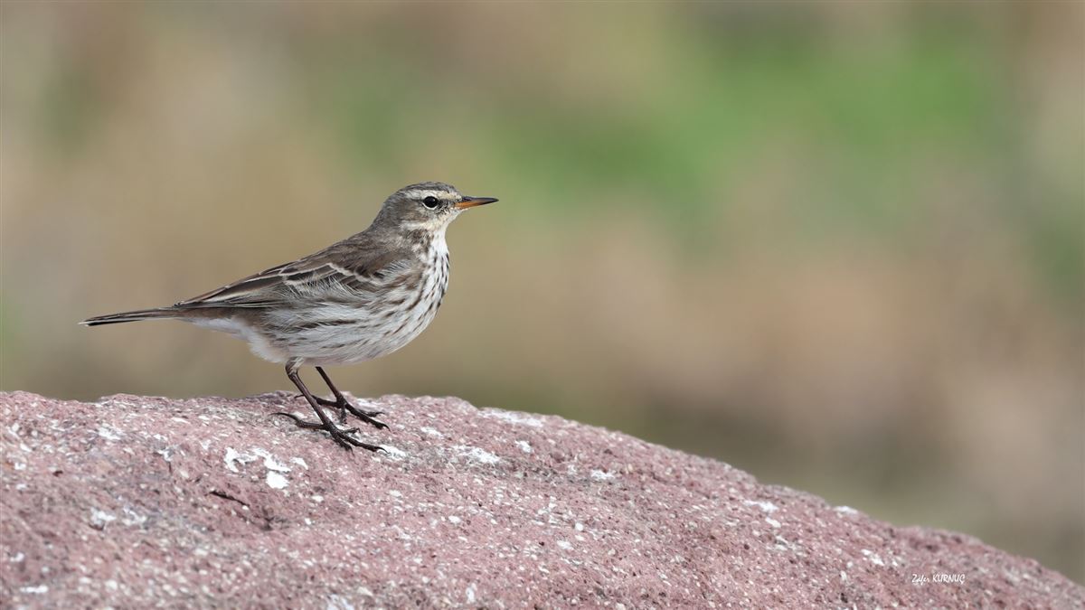 Water Pipit