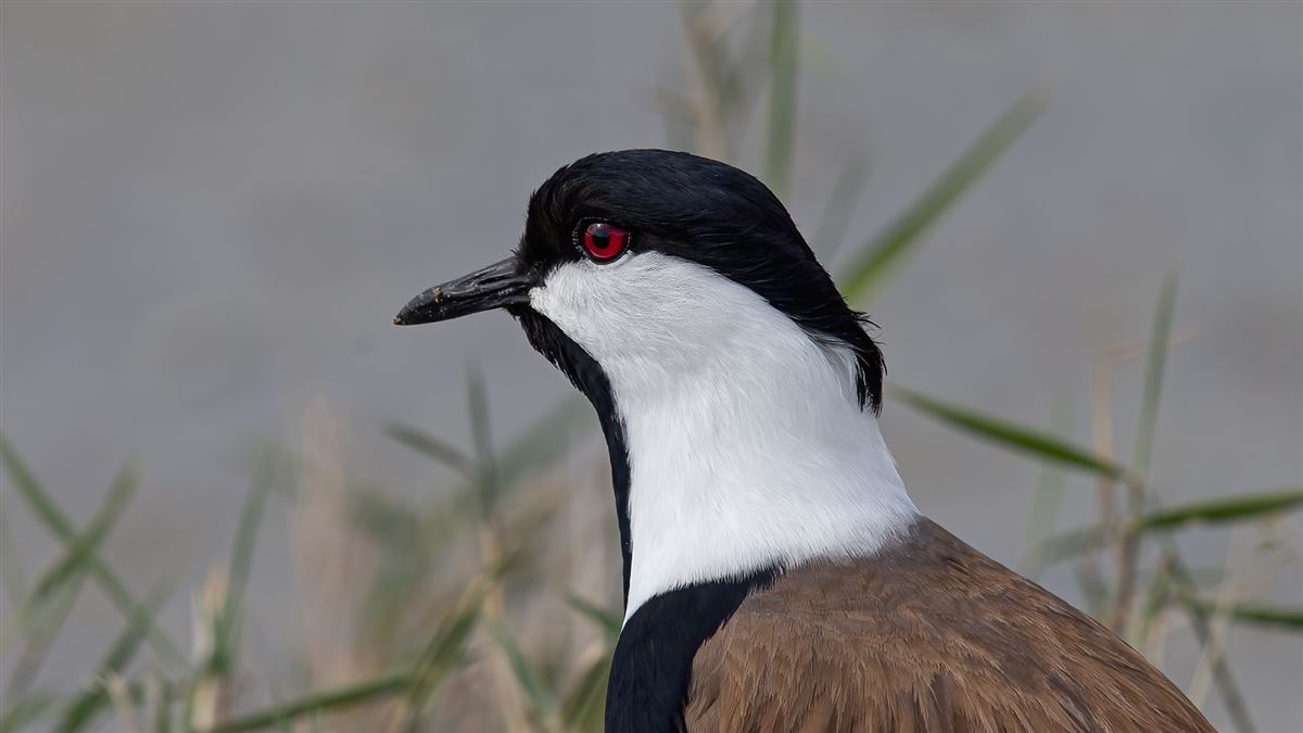 Spur-winged Lapwing