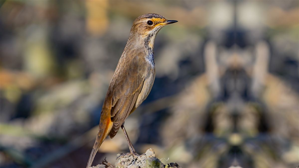 Bluethroat