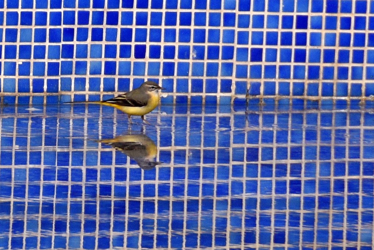 Grey Wagtail