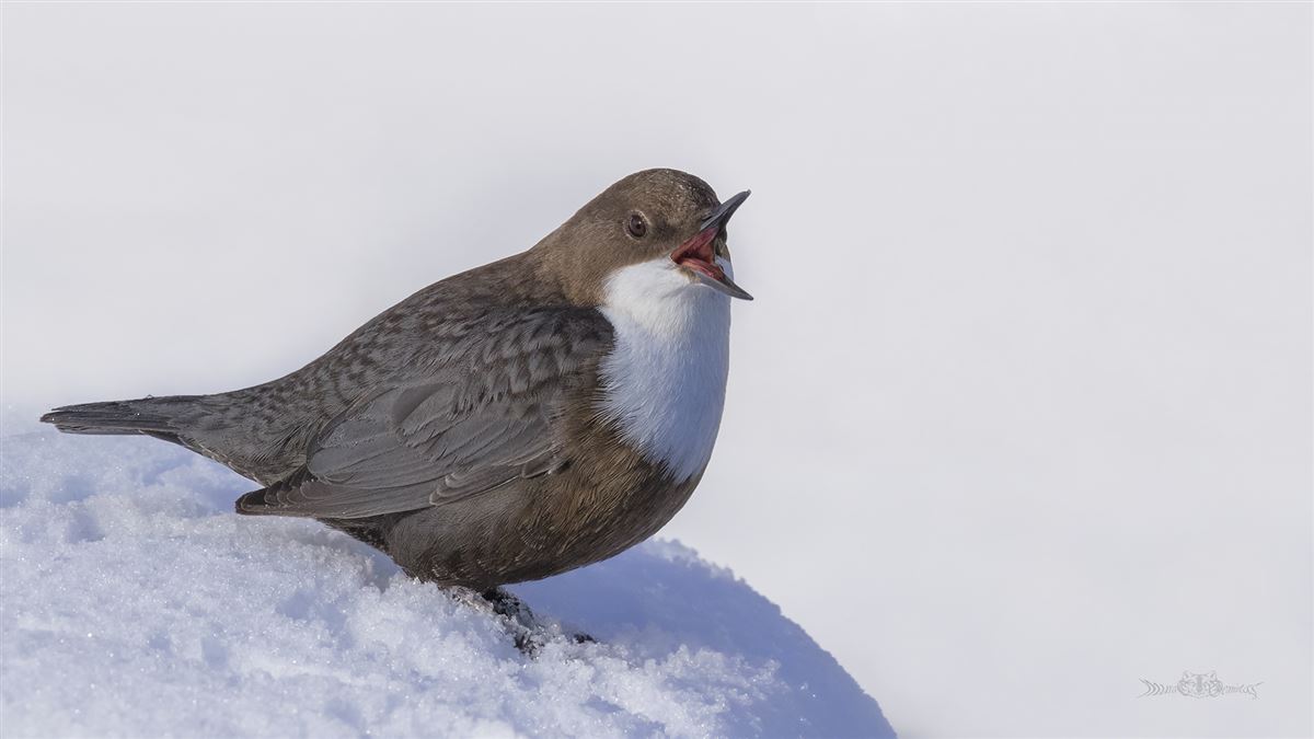 White-throated Dipper