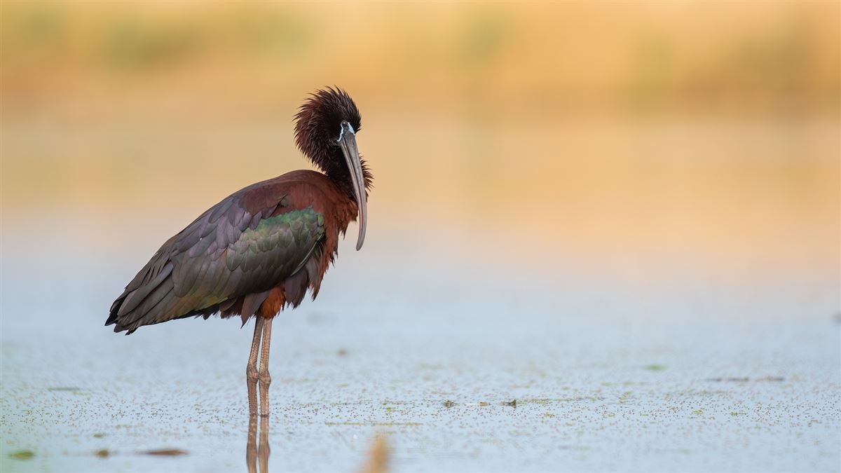Glossy Ibis