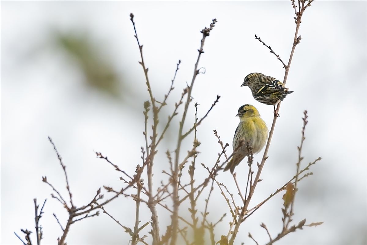 Eurasian Siskin