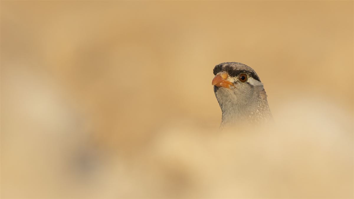 See-see Partridge