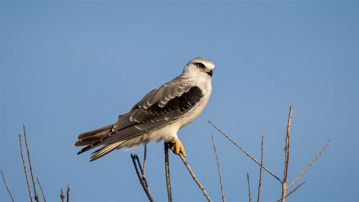 Black-winged Kite