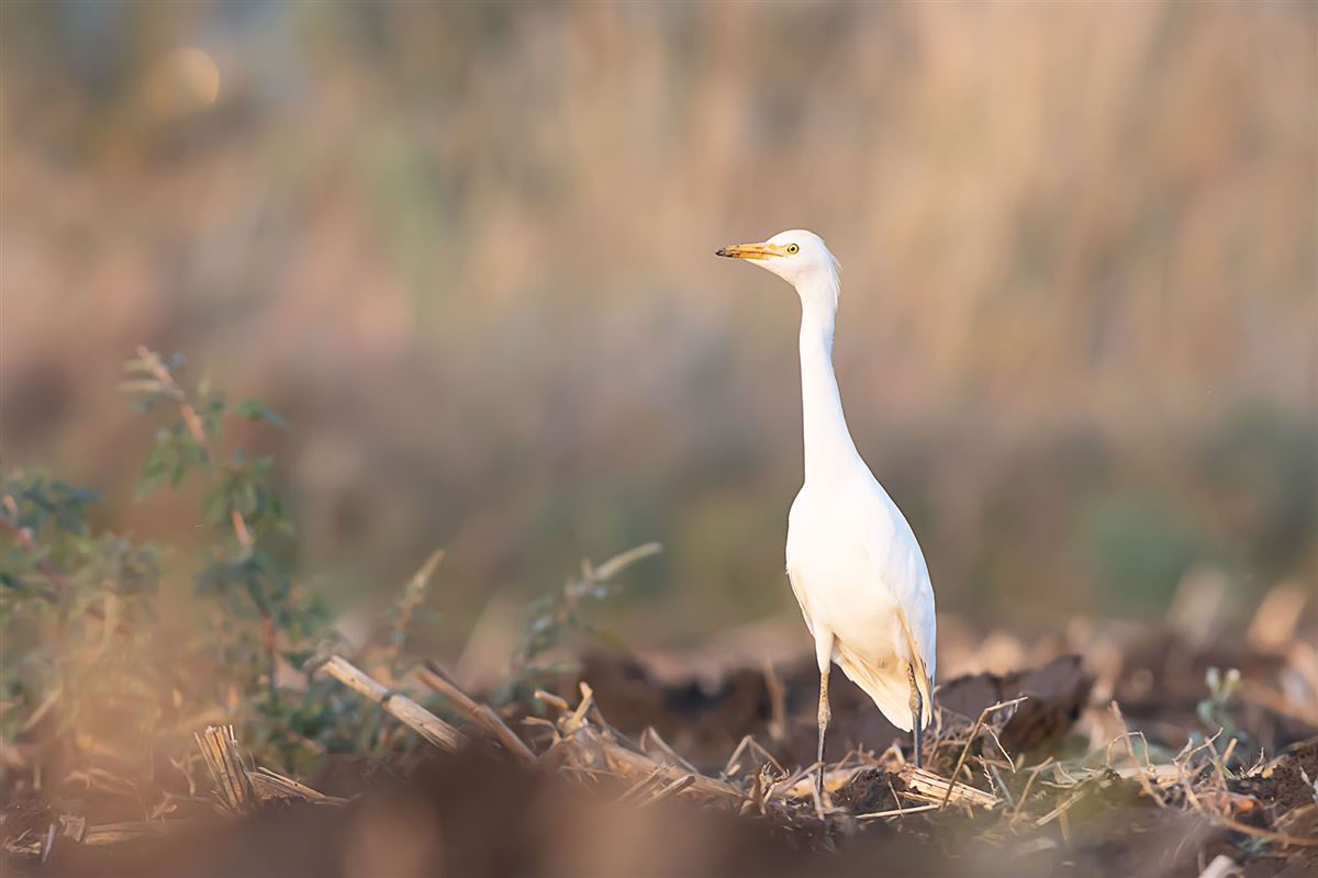 Western Cattle Egret