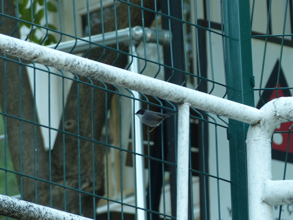 Sardinian Warbler