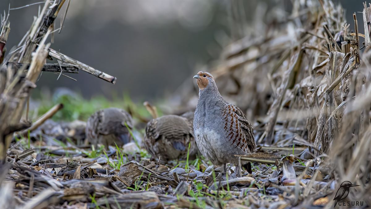 Grey Partridge