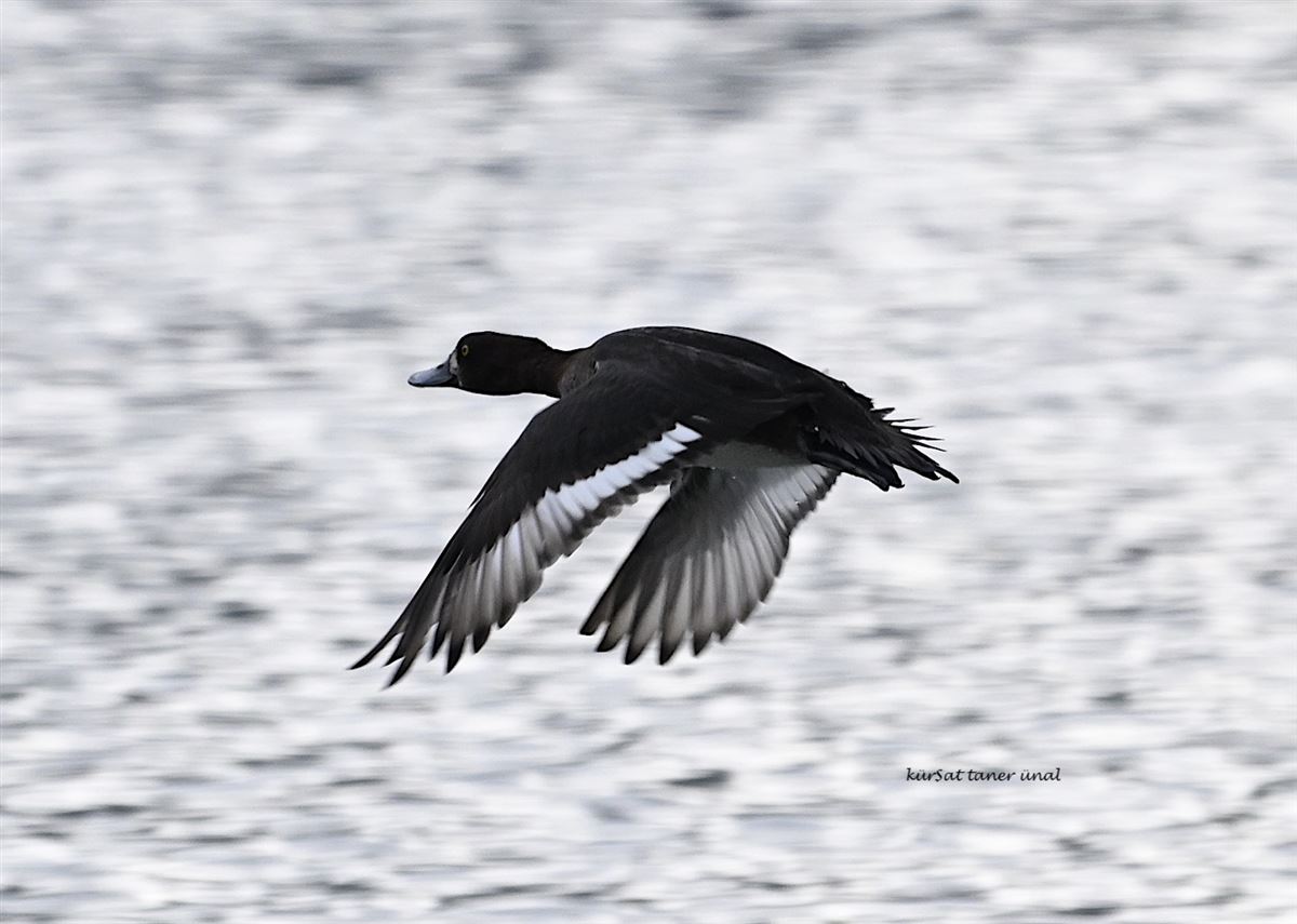Tufted Duck