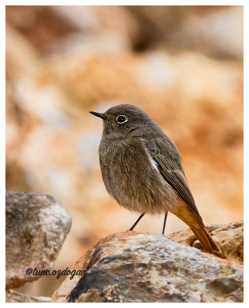 Black Redstart