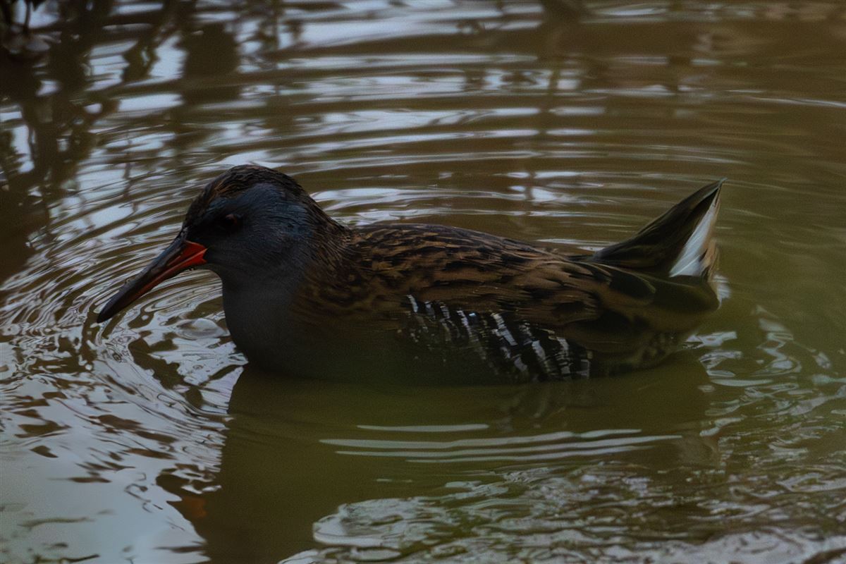 Water Rail