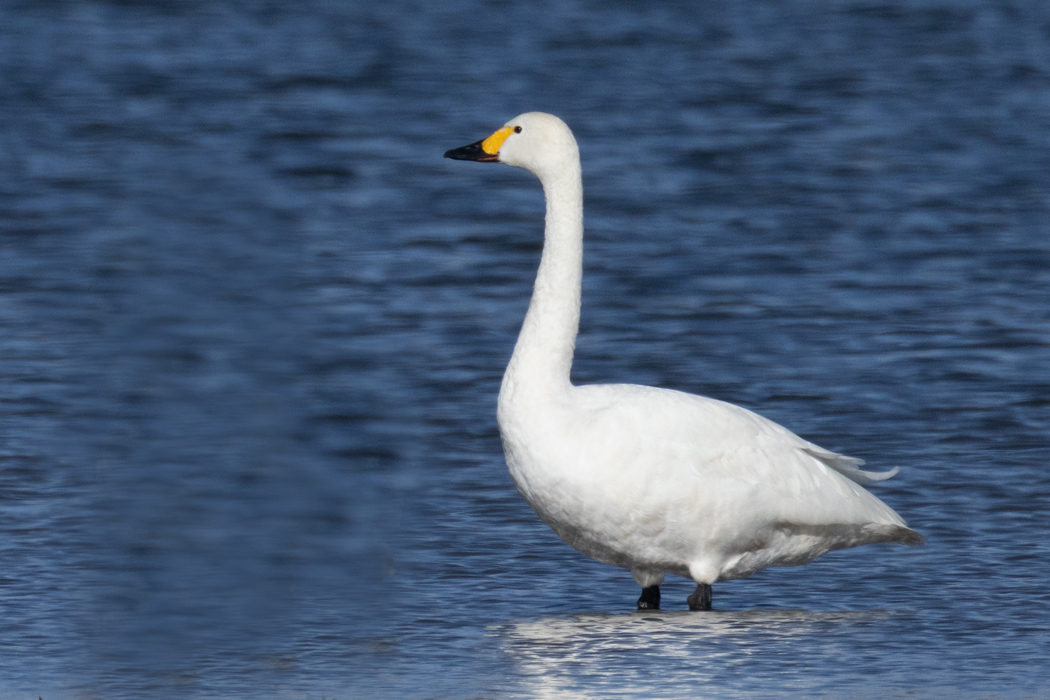 Tundra Swan
