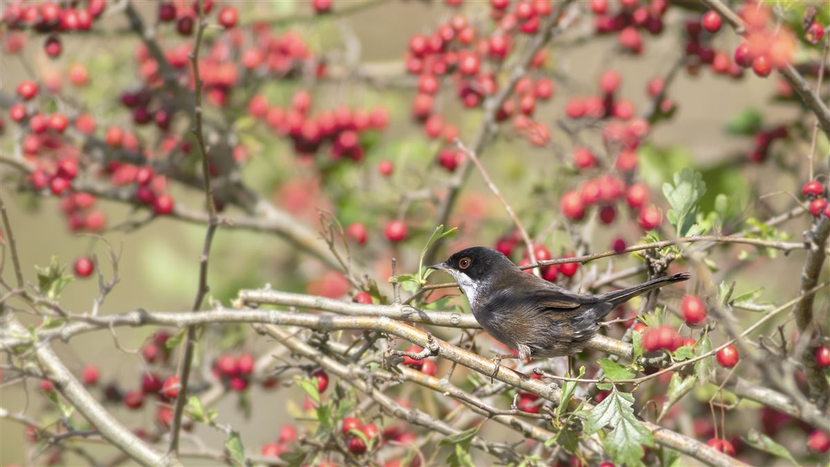 Sardinian Warbler