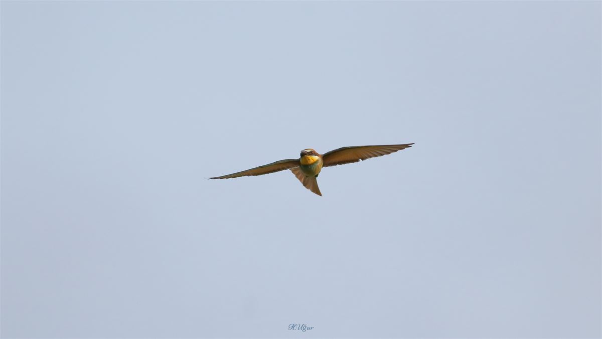 European Bee-eater
