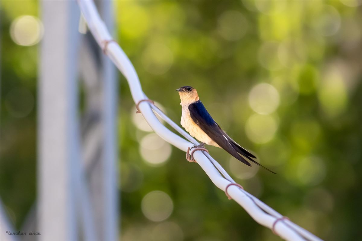 European Red-rumped Swallow