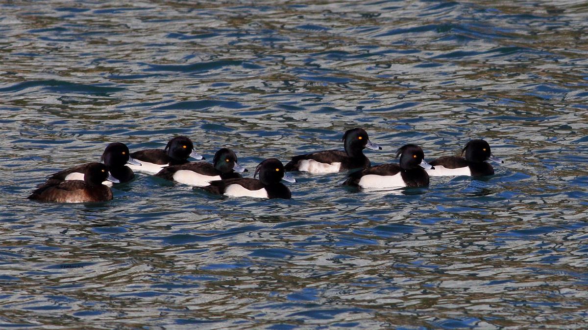 Tufted Duck